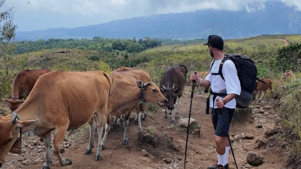 Guillem de Ruta Mochilera caminando entre vacas en el Rinjani.