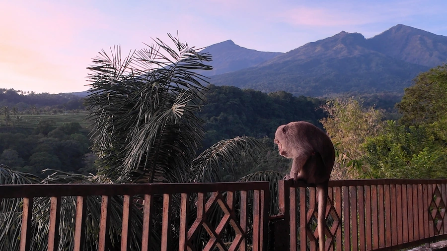 Mono en la barandilla al amanecer con el Monte Rinjani al fondo