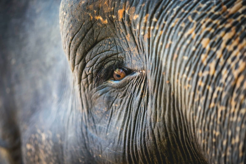 Sri Lanka — Ruta Mochilera