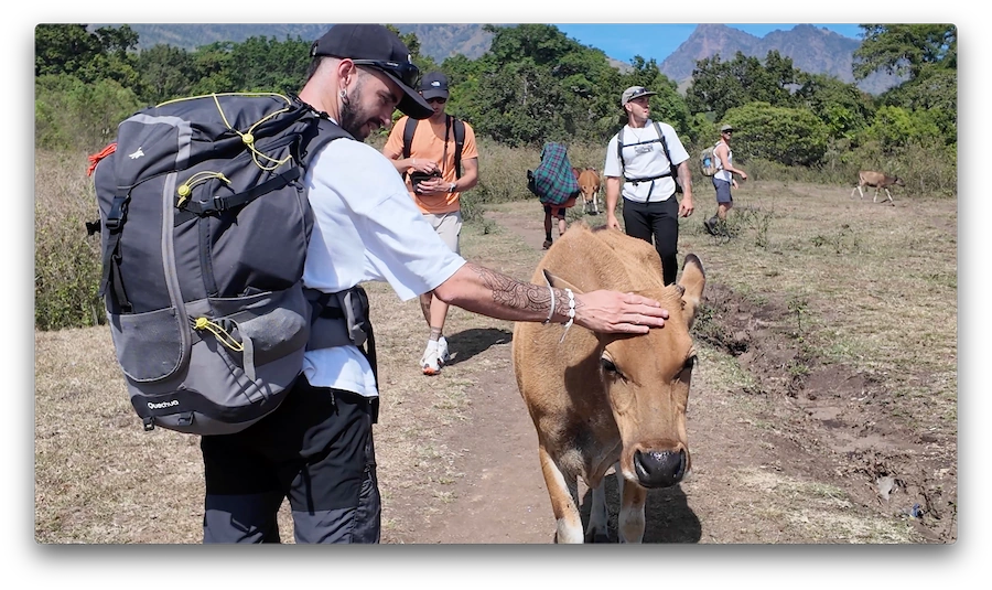 Inicio del trekking al Monte Rinjani, saludando a una vaca en el sendero